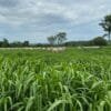 Inicio Pasturas Tropicales Semillas De Pastos Para Ganado