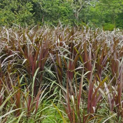 Qui Nes Somos Pasturas Tropicales Semillas De Pastos Para Ganado