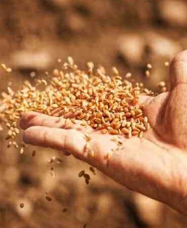 Semillas de pasto para ganado de clima caliente