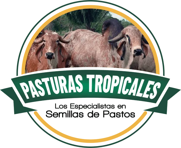 Pasturas Tropicales |  Semillas de pastos para ganado