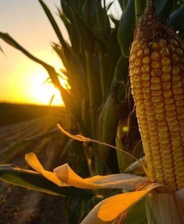 Semillas de Maíz y Sorgo