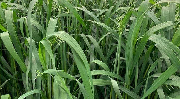 Avena forrajera