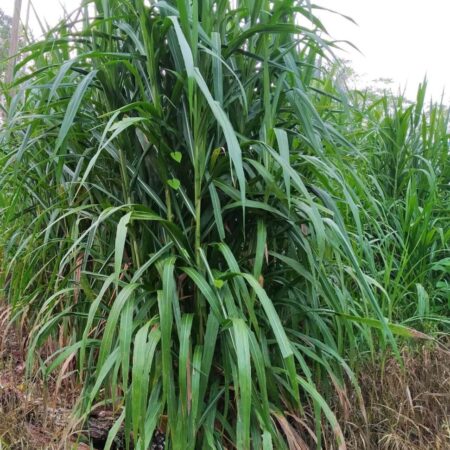 Pasto Cuba 22 establecido en macolla alta y densa, listo para corte