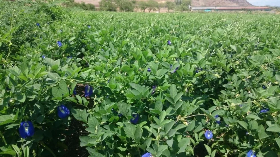 semilla clitoria ternatea 3