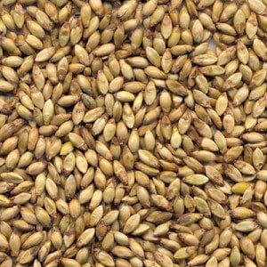 SEMILLAS DE PASTO BRACHIARIA