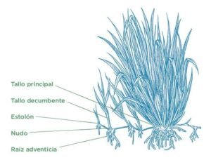 Estructura del pato híbrido Cayman 
