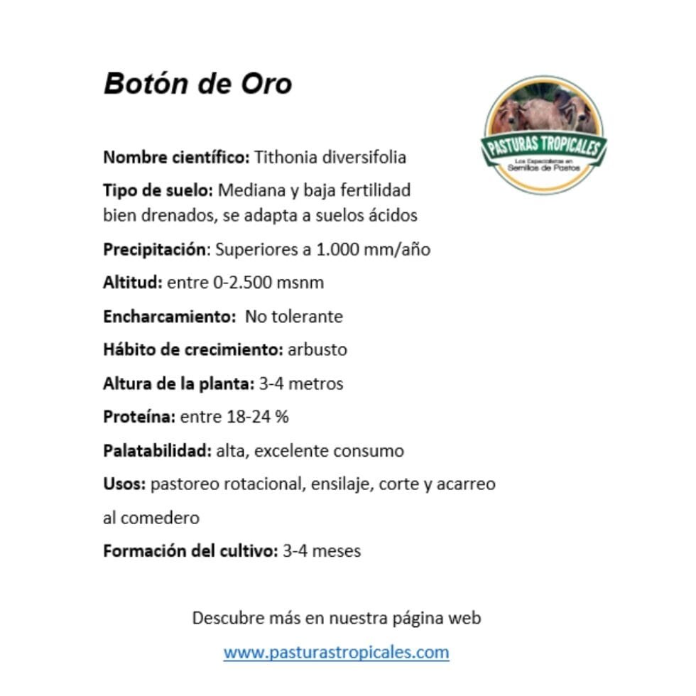 ficha tecnica boton de oro