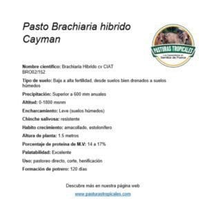 ficha tecnica pasto cayman