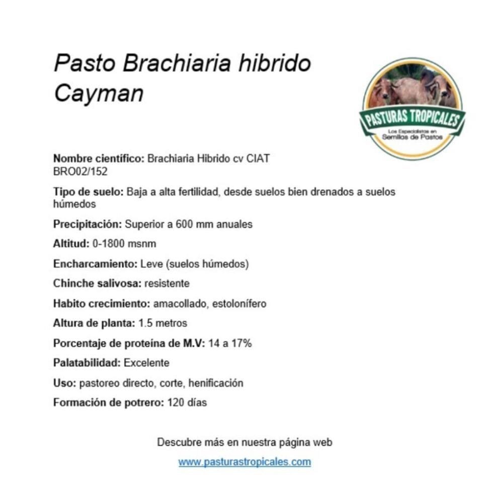 ficha tecnica pasto cayman