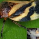 Insecto adulto del salivazo Mahanarva en pasto Brachiaria decumbens Colombia