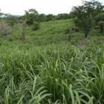 Mombasa para caballos