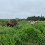 Ganado pastando en potrero de pasto Brachiaria Mulato 2 en el trópico bajo colombiano