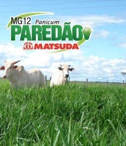 Pasto paredao