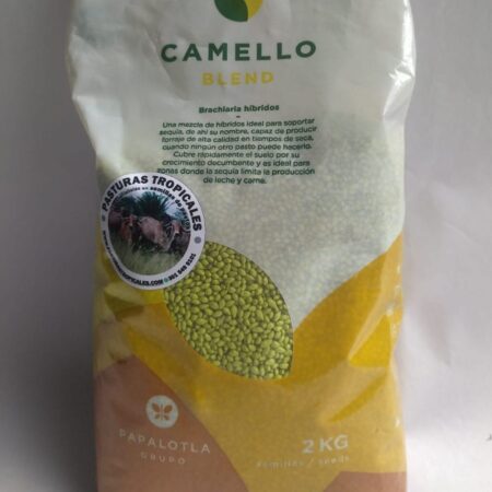 pasto camello 1