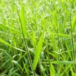 Brachiaria decumbens suelos inundables comparación con Humidicola Colombia