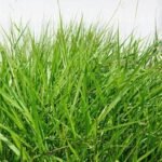 Brachiaria decumbens vs Humidicola comparativa de pastos para ganadería Colombia
