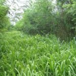 pastos para ganado de engorde