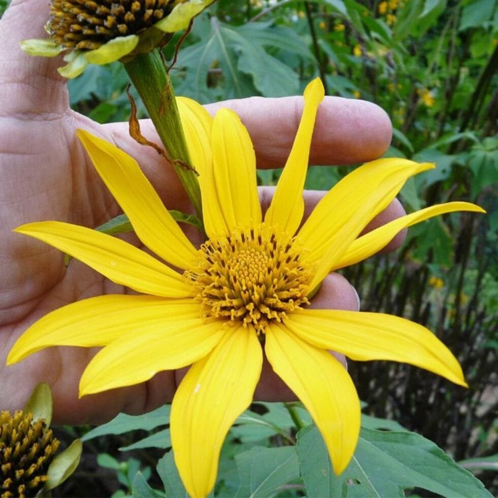 semilla de botón de oro