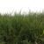 semilla brachiaria dictyoneura