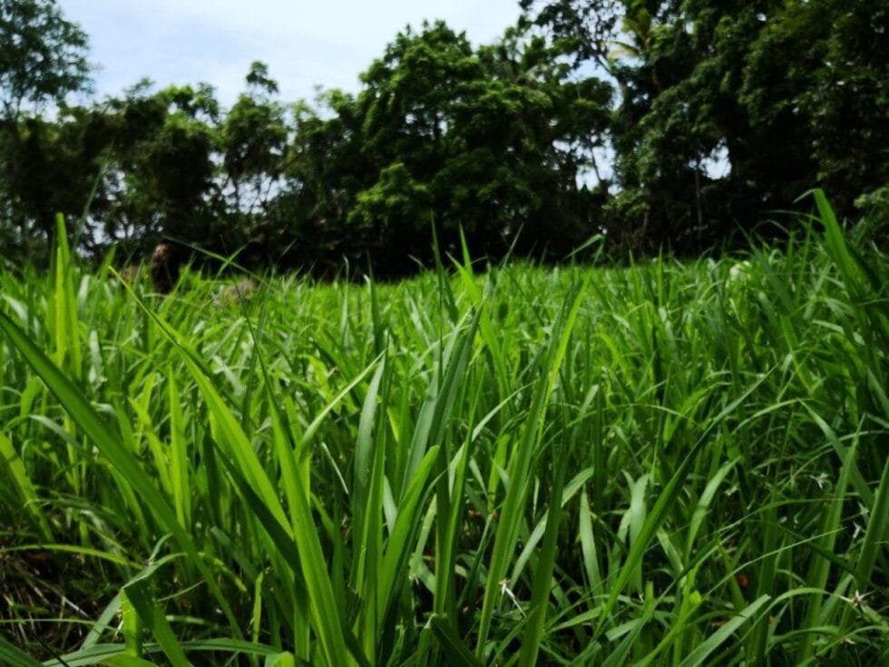 semilla de pasto tanzania