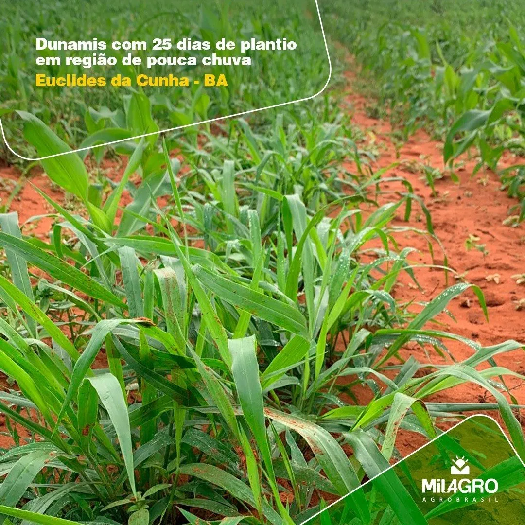 semillas brachiaria hibrida dunamis