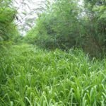 Potrero de pasto Mombasa Megathyrsus maximus en sistema silvopastoril clima caliente Colombia