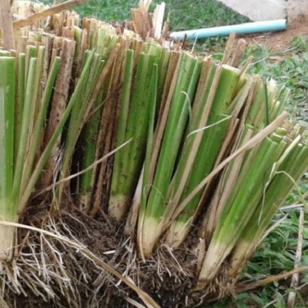semillas o Esquejes de pasto vetiver
