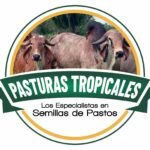 tipos de pastos mas sembrados en colombia