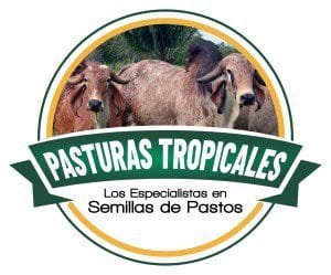 venta de semilla de pasto en medellin