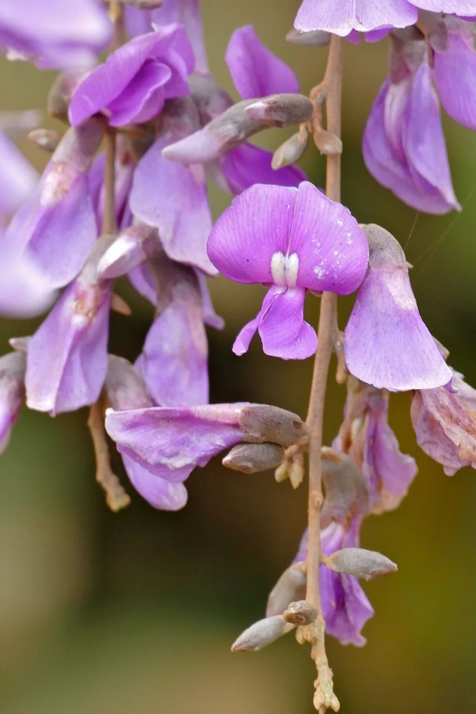 flor cratylia argentea leguminosa tropical