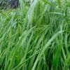 semilla de pasto ryegrass aubade