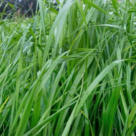 semilla de pasto ryegrass aubade