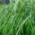 semilla de pasto ryegrass aubade