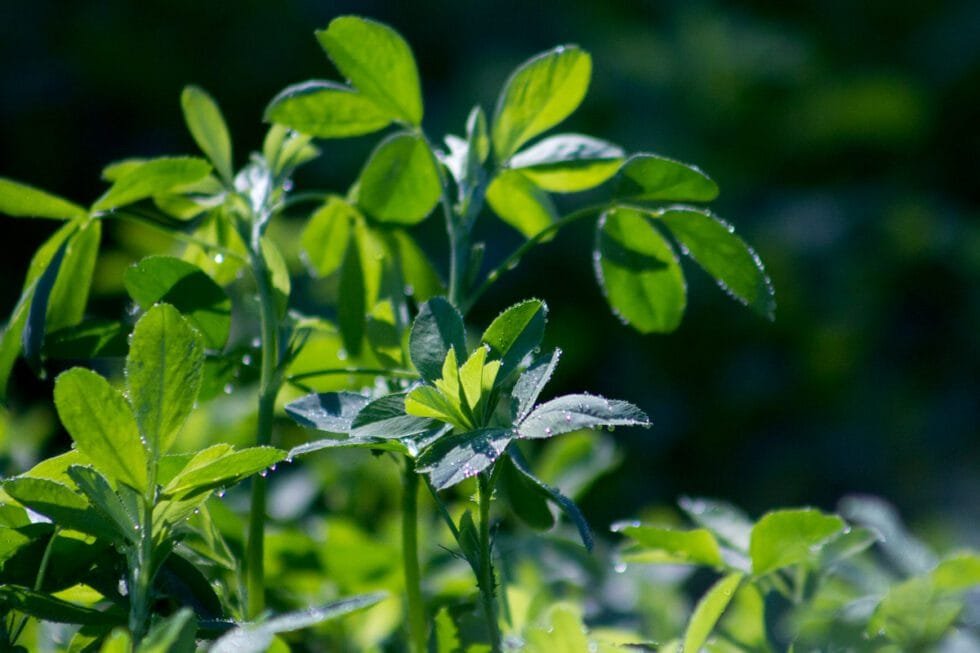 semillas de alfalfa forrajera 2