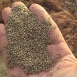 semillas de pastos para ganado de clima frio 2