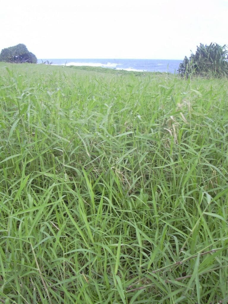 Pasto para urochloa mutica 2