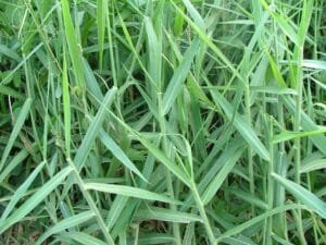 Pasto Pará (Urochloa mutica)