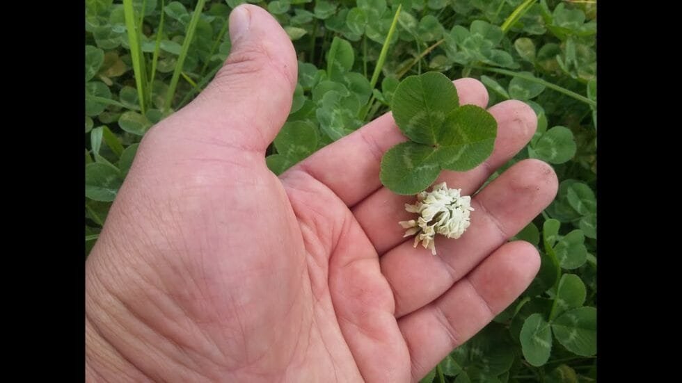 semilla trebol blanco carreton 3