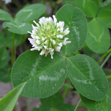 semilla trebol blanco carreton 4