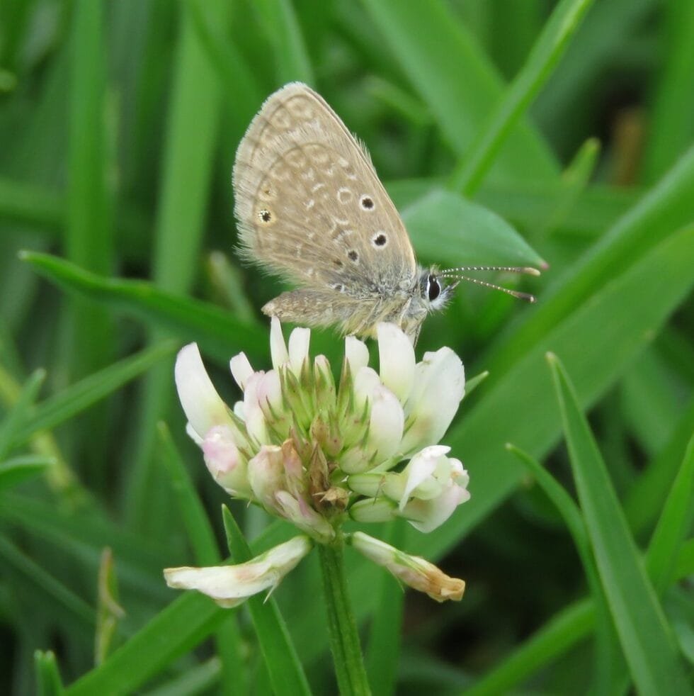 semilla trebol blanco carreton