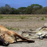 Estrategias para afrontar la sequía con el ganado