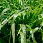 El pasto peludo brachiaria decumbens