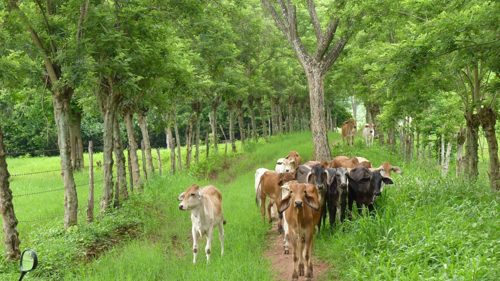 Pastos y árboles para sistemas silvopastoriles en Colombia