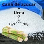 caña de azúcar + urea para alimentar ganado