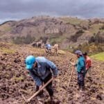 cómo sembrar semillas de pastos para ganado