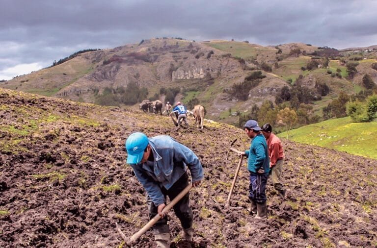 Cómo Sembrar Semillas De Pasto Para Ganado - Pasturas Tropicales ...