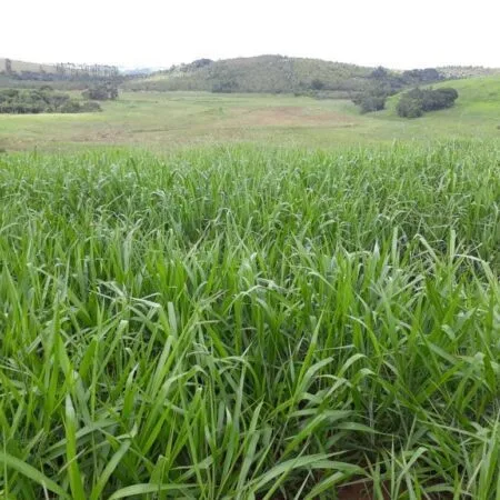 semilla de Pasto brizantha Toledo 2