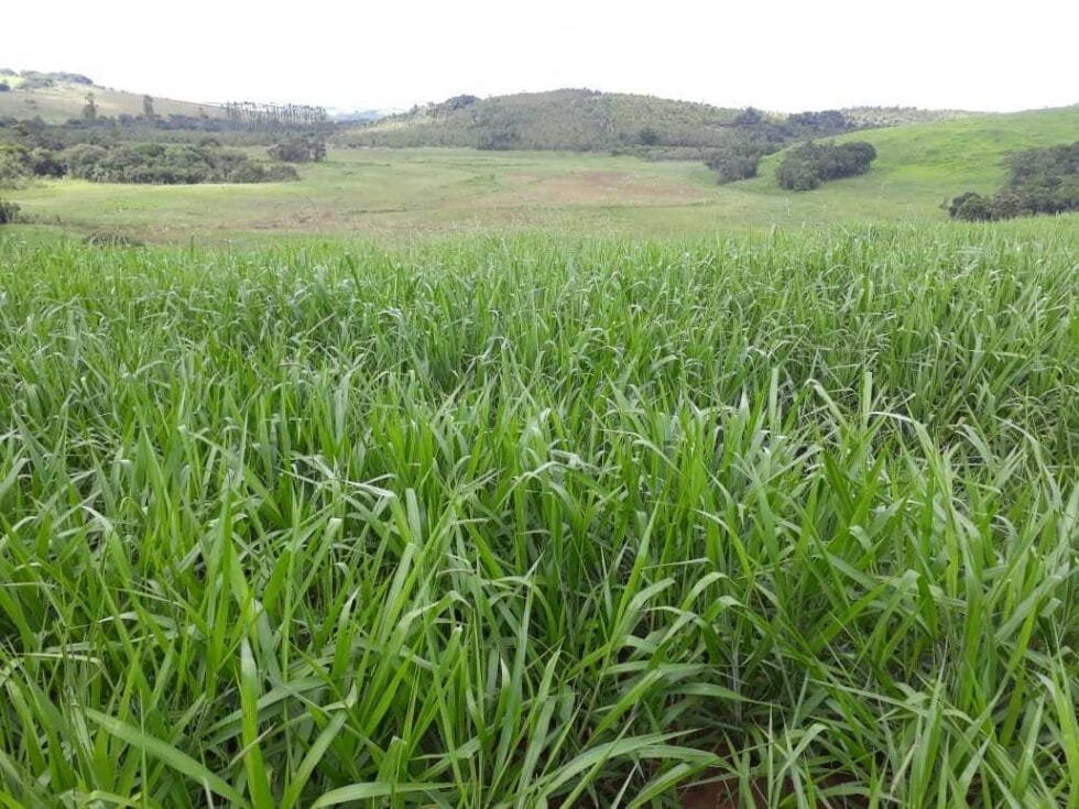 semilla de Pasto brizantha Toledo 2