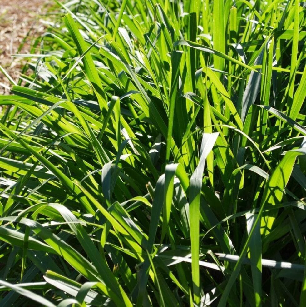 semilla de pasto brizantha toledo