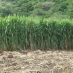 tipos de pastos de corte